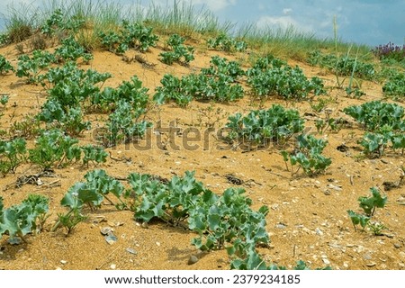 Sea holly (Eryngium maritimum) on sandy beach in northern part of Black Sea, coastal vegetated dune, vegetative plant (renascent). Expanded root blocks sand, development of colonization by vegetation Royalty-Free Stock Photo #2379234185