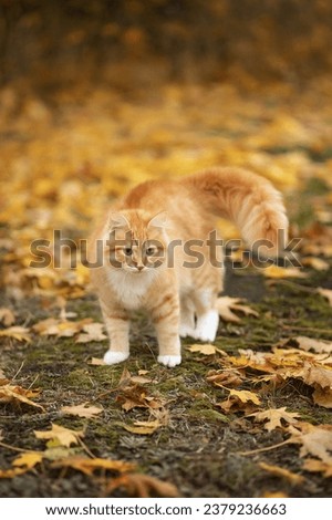 Photo of a red cat in autumn maple leaves.
