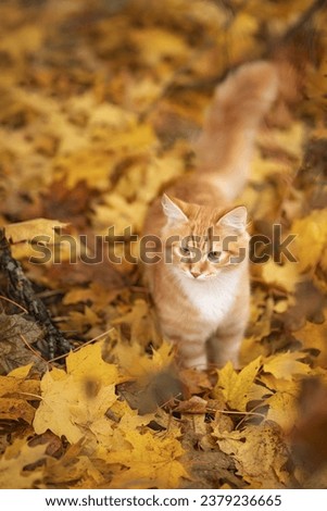 Photo of a red cat in autumn maple leaves.
