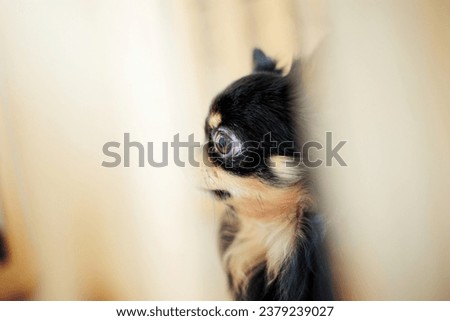 Dog in a cage of pet shop with blur background.
