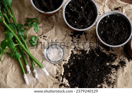 Preparation of a rose seedlings for planting. A series of photos about seedlings and plant propagation. Top view. Real state or situation or look. Fertilizer for plants Royalty-Free Stock Photo #2379240129