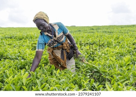 A farmer removes weeds from tea plantations in Africa, work in the fields and tea production. Royalty-Free Stock Photo #2379241107