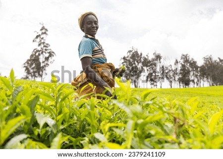 A smiling mature African female farmer works in the tea fields in Cameroon. Royalty-Free Stock Photo #2379241109