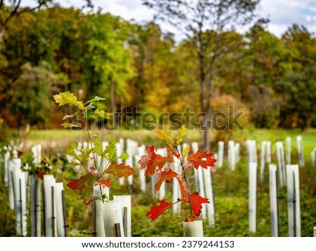 Young tree shoots in growth sheaths for reforestation of the mixed forest Royalty-Free Stock Photo #2379244153