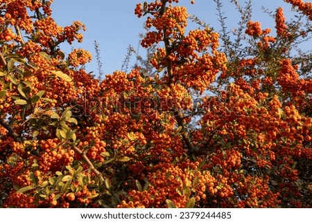 Pyracantha scarlet firethorn at sunset. Bright red ripe fruits of the firethorn plant. Rowan branches with ripe fruits. Botanical concept