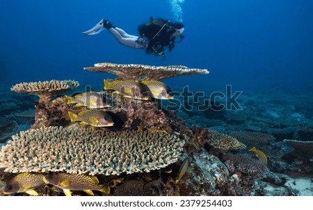 Female scuba diver exploring the reef with plate coral (Genus Acropora) and some Blackspotted sweetlips fish (Plectorhinchus gaterinus) in tropical water in Nosy Sakatia, Madagascar Royalty-Free Stock Photo #2379254403