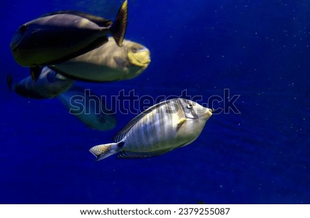striped tropical fish Zebrasoma sailfish in an aquarium on a blue background close-up Royalty-Free Stock Photo #2379255087