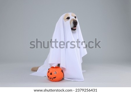 Cute Labrador Retriever dog wearing ghost costume with Halloween bucket on light grey background