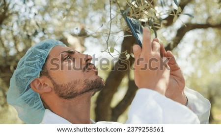 Expert shooting pictures of olive tree branches for quality check