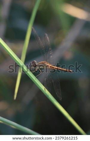 dragonfly in natuer beautiful Picture