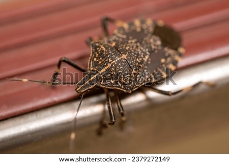 Close up of Yellow-spotted Stink Bug Royalty-Free Stock Photo #2379272149