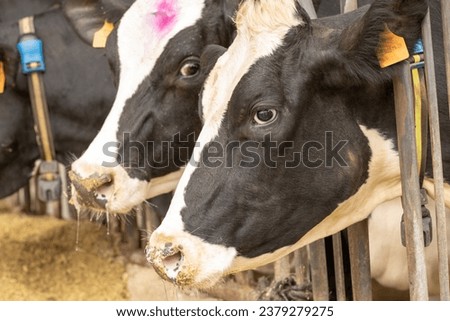 A side profile picture of a holstein dairy cow at the feed bunk