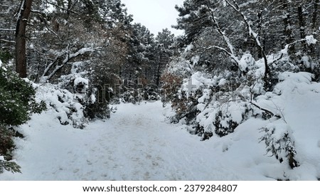 A picture of a snowy forest in Istanbul.