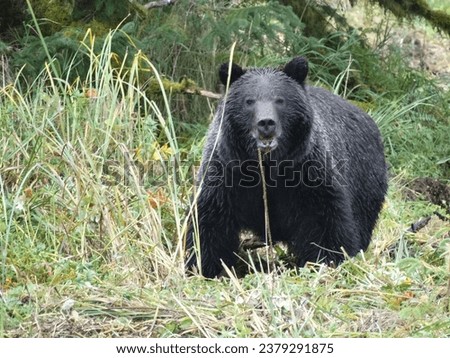 Grizzly Bear in Canada foraging for the winter