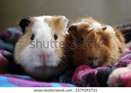 Cute guinea pigs on a colorful blanket