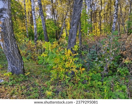 Autumn colors in the foliage