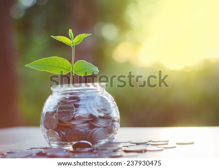 Sprout growing on glass piggy bank with sunset light in saving money concept Royalty-Free Stock Photo #237930475