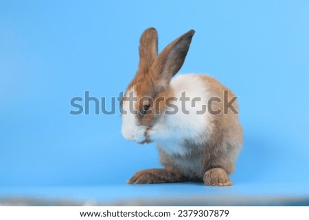 A white bunny easter rabbit stands up on two legs, running around and sniffing, looking around, on blue screen. Symbol of easter festival animal.Lovely mammal with beautiful bright eyes in nature life