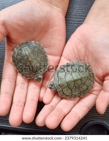 two small turtles on the palms of two small children