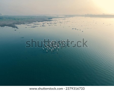 drone shot top angle view Aerial Photograph of greater flamingos turquoise blue water lake pond sea backwaters sunshine twilight reflection plumage migratory bird sanctuary india tamilnadu background
