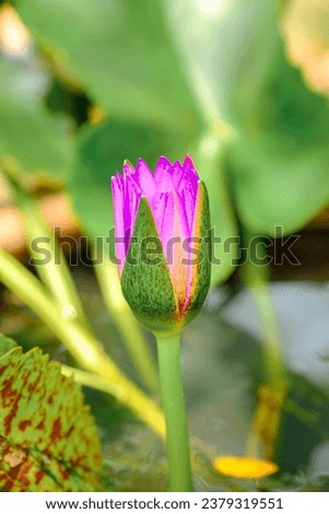 Purple lotus blooms in the morning
