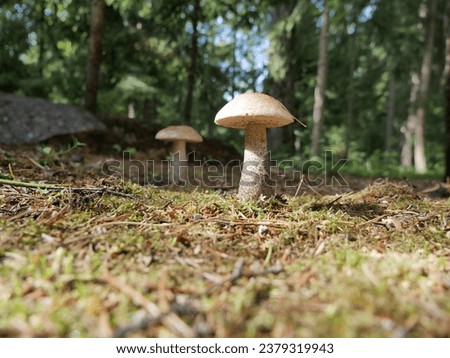 The boletus mushroom grows among green moss in a clearing in the forest. Edible healthy mushroom in the forest in summer. Vegetarian food in natural conditions.