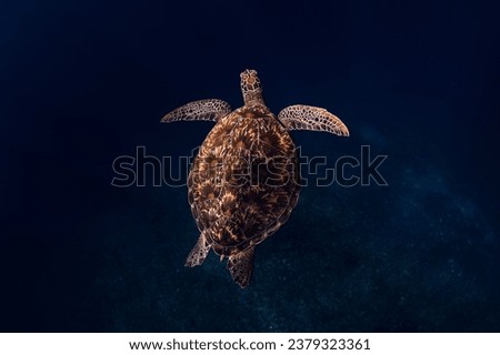 Close-up of a green sea turtle swimming in ocean. Sea turtle underwater in Hawaii
