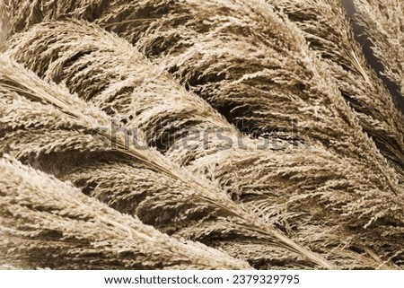 Dry grass texture.Parched plants. Decorative rustic wedding background. Fluffy pompous grass. Yellow color dried plants. Golden color nature. Home rustic decoration. Royalty-Free Stock Photo #2379329795