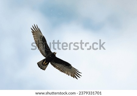 Large black Hawk, a Zone-tailed Hawk (Buteo albonotatus) soaring in the sky with wings spread and calling Royalty-Free Stock Photo #2379331701