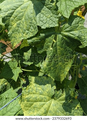 cucumber trees, cucumber farming, cucumber tree leaves affected by fungal disease, leaves turn yellow Royalty-Free Stock Photo #2379332693