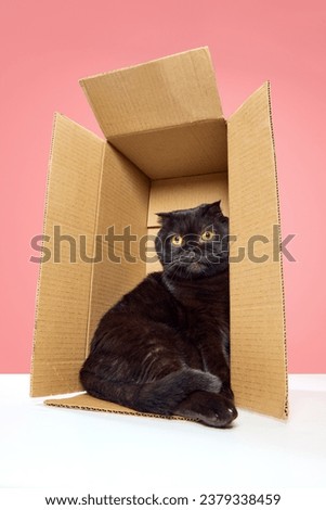 Beautiful, purebred, black cat, Scottish fold with big yellow eyes sitting in carton box isolated over pink studio background. Concept of domestic animals, pets, care, vet, beauty. Copy space for ad