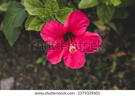 close up of red flowers ( Hibiscus rosa sinensis flower, Chinese hibiscus, China rose, Hawaiian hibiscus, rose mallow, Shoeblackplant ) blooming in the green leaves background.