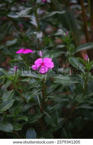 catharanthus rose also known as rose periwinkle, madagascar periwinkle, cape periwinkle, graveyard plant, old maid plant, pink periwinkle. a single rose flower in home garden