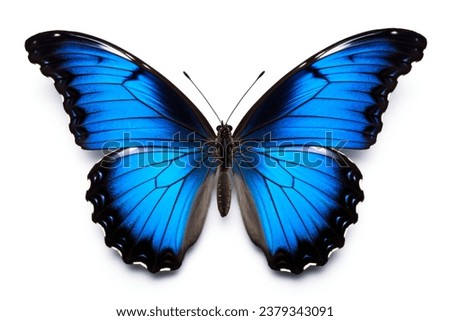 A beautiful blue butterfly pictured against a plain white background. This image can be used for various purposes.