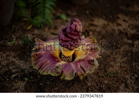 Purple and yellow flower of Amorphophallus paeoniifolius, known as Elephant foot yam, Telinga potato, Pungapung, Whitespot giant arum,  Dragon Arum or Suweg.