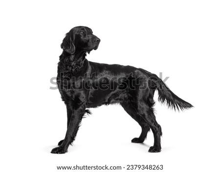 Side view of a Black Flatcoat Retriever dog standing and looking back, isolated on white Royalty-Free Stock Photo #2379348263