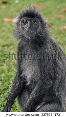 silver leaf monkey in Malaysia waiting for you to make the picture