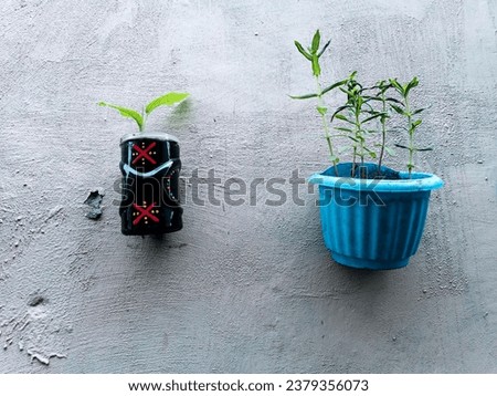 Plant in the pots, hanging on the grey wall. Surabaya, East Java, Indonesia. February 07, 2023