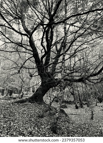 Forest black and white tree in woods