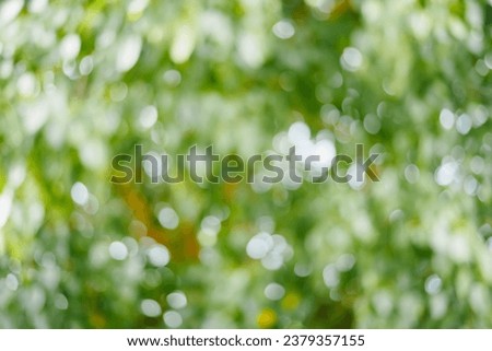Blur abstract background. blur green leaf background.