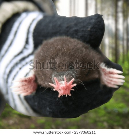 
Star-nosed mole in a hand. Royalty-Free Stock Photo #2379360211
