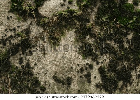 Abstract photo of a nature still life with a fern and a large stone covered with moss. Forest, nature, still life. Quiet place in the park, mindfulness, quiet zone, relaxation, yoga, meditation