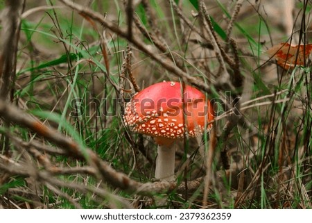 Red poisonous fly agaric in the forest. Fly agaric red. Close-up.
