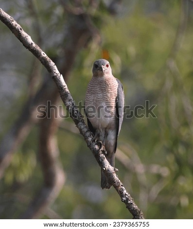 shikra is a small bird of prey in the family Accipitridae found widely distributed in Asia and Africa where it is also called the little banded goshawk. this photo was taken from Sundarbans.
