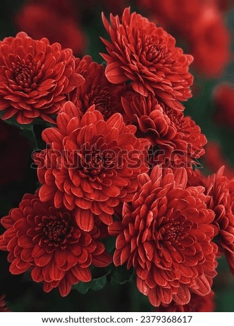 red flowers, october in Ukraine, soft pictures