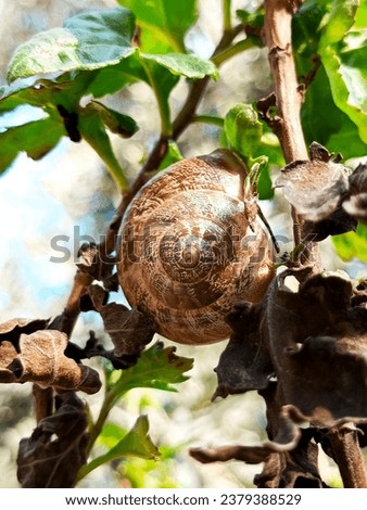 Snail on a tree trunk in nature with high resolution photography