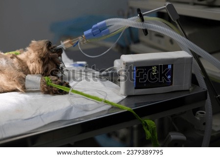 A dog in the operating room sleeps on a table under anesthesia, connected to a machine to monitor vital signs. Next to the pet there is a device that shows the heartbeat, pulse and oxygen level.