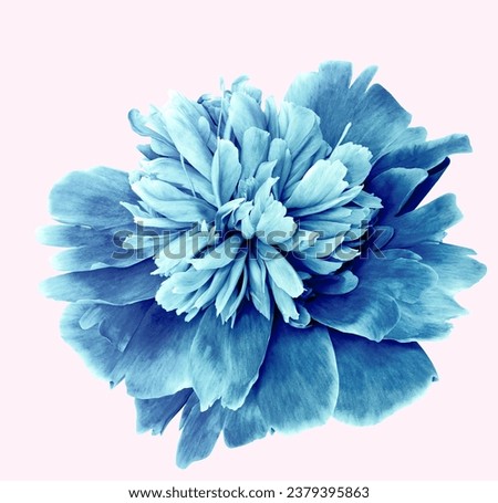 Blue peony flower  on  white  isolated background with clipping path. Closeup. For design. Nature.