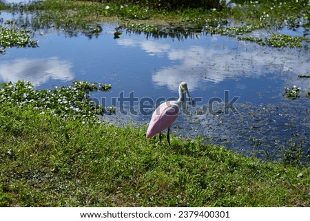 A medium-sized bird with pink and white plumage and spoonspatula-shaped bill wades in shallow water.