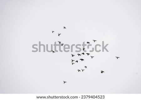 white background , pigeon flying in the sky, flying birds, easily separatable subject, can be used in different pictures